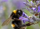 Bee on lavender