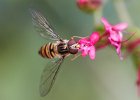 Hoverfly