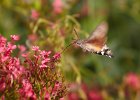 Hummingbird Hawk Moth