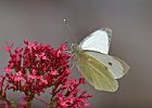 Large White butterfly