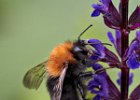 Tree Bumblebee