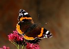 Red Admiral