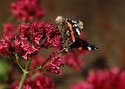 Red Admiral