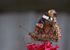 Red Admiral