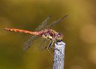 Common Darter