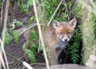 Fox Cub