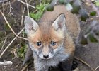 Fox Cub