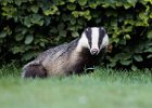 Badger