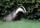 Badger