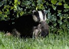 Badger