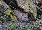 Brown Rat