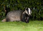 Badger