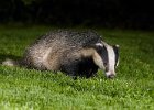 Badger