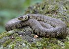 Grass Snake