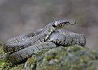 Grass Snake