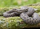 Adder