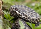 Adder