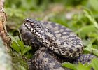 Adder