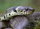 Grass Snake