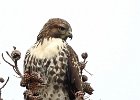Red Tailed Hawk (juv)
