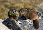Yellow-Bellied Marmots