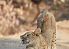 Stretching cub