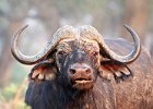Buffalo portrait