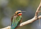 White-fronted Bee Eater